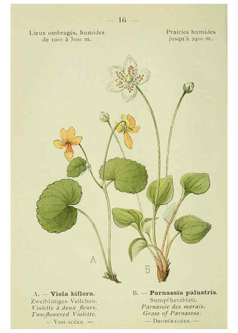 Reproducción/Reproduction 6298265227: Nouvelle flore coloriée de poche des Alpes et des Pyrénées. v.1. Paris,Klincksieck,1906-1912