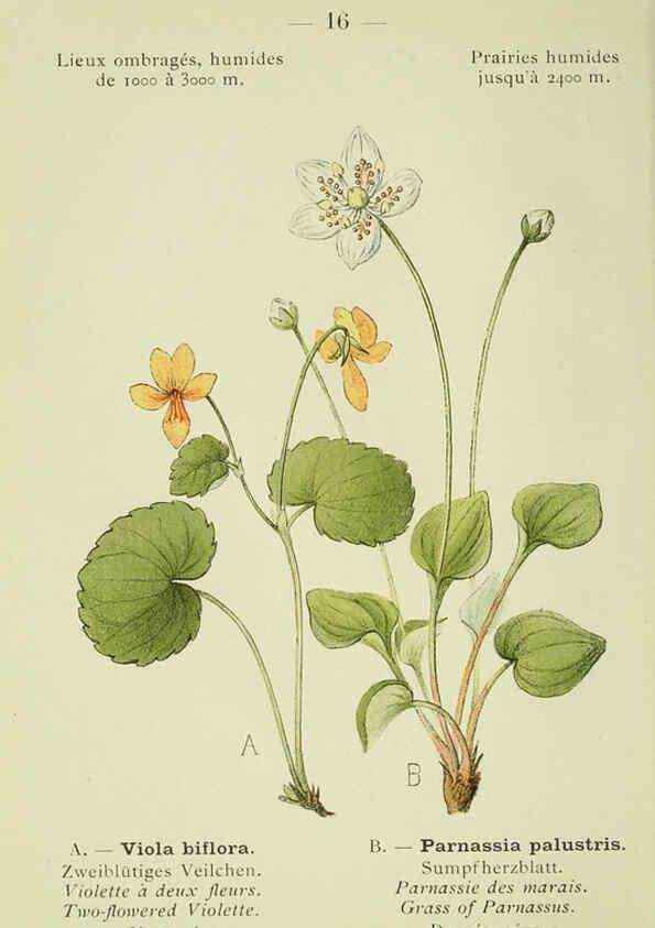 Reproducción/Reproduction 6298265227: Nouvelle flore coloriée de poche des Alpes et des Pyrénées. v.1. Paris,Klincksieck,1906-1912