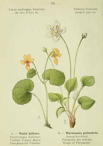 Reproducción/Reproduction 6298265227: Nouvelle flore coloriée de poche des Alpes et des Pyrénées. v.1. Paris,Klincksieck,1906-1912