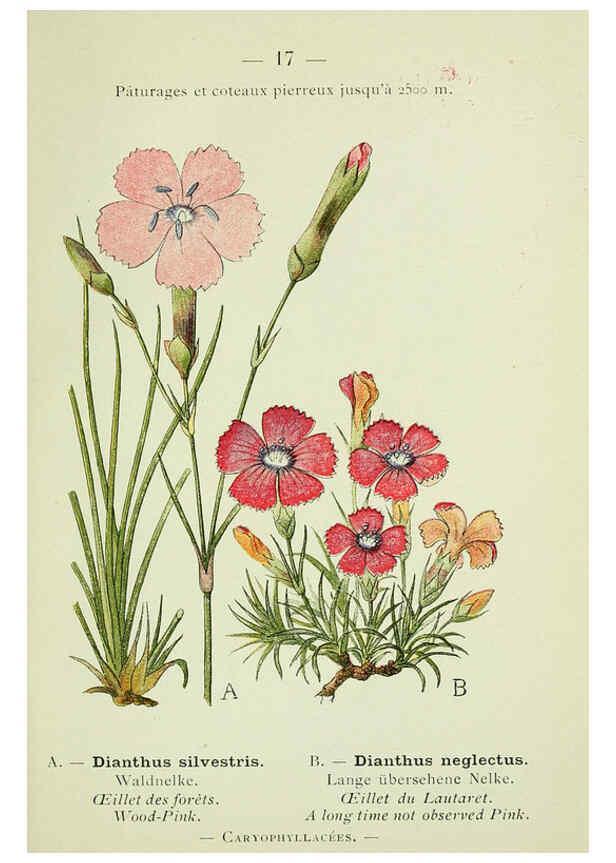 Reproducción/Reproduction 6298265531: Nouvelle flore coloriée de poche des Alpes et des Pyrénées. v.1. Paris,Klincksieck,1906-1912