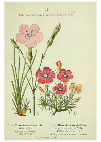 Reproducción/Reproduction 6298265531: Nouvelle flore coloriée de poche des Alpes et des Pyrénées. v.1. Paris,Klincksieck,1906-1912