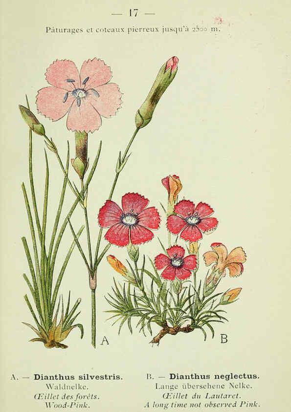 Reproducción/Reproduction 6298265531: Nouvelle flore coloriée de poche des Alpes et des Pyrénées. v.1. Paris,Klincksieck,1906-1912