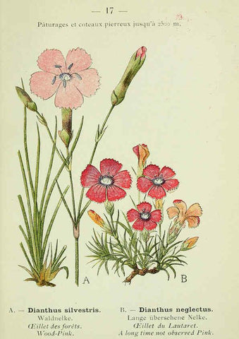 Reproducción/Reproduction 6298265531: Nouvelle flore coloriée de poche des Alpes et des Pyrénées. v.1. Paris,Klincksieck,1906-1912