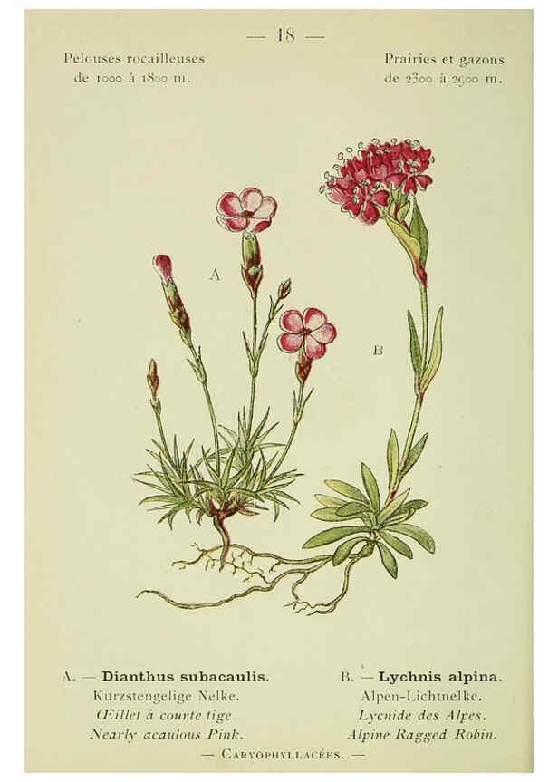 Reproducción/Reproduction 6298265817: Nouvelle flore coloriée de poche des Alpes et des Pyrénées. v.1. Paris,Klincksieck,1906-1912