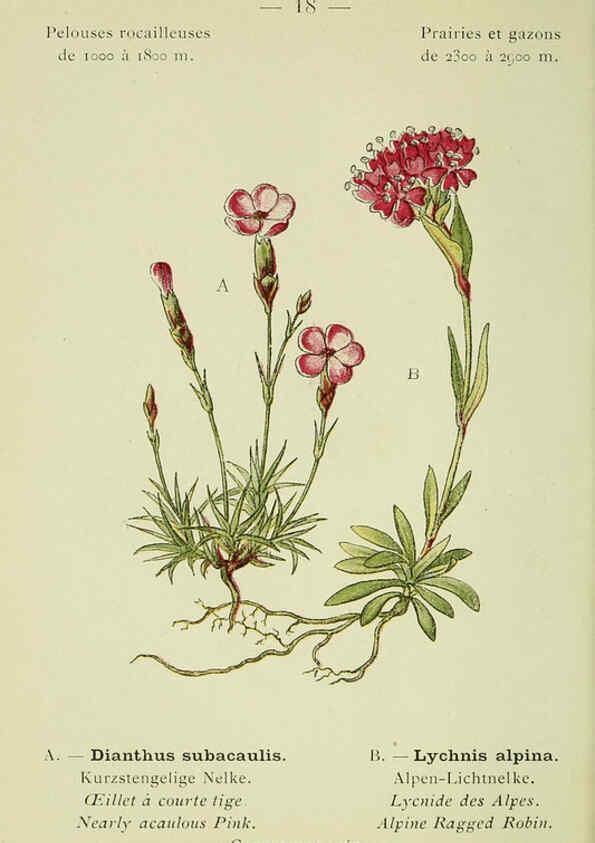 Reproducción/Reproduction 6298265817: Nouvelle flore coloriée de poche des Alpes et des Pyrénées. v.1. Paris,Klincksieck,1906-1912