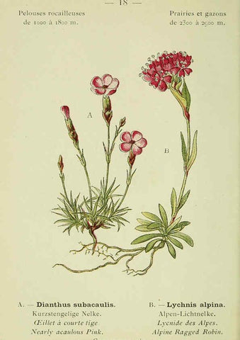 Reproducción/Reproduction 6298265817: Nouvelle flore coloriée de poche des Alpes et des Pyrénées. v.1. Paris,Klincksieck,1906-1912