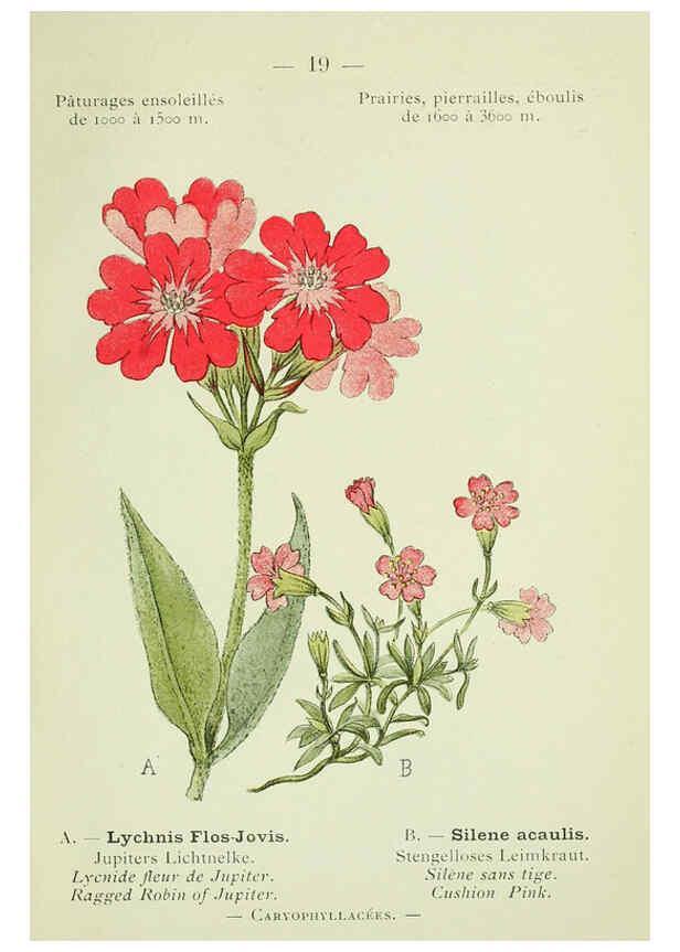 Reproducción/Reproduction 6298266055: Nouvelle flore coloriée de poche des Alpes et des Pyrénées. v.1. Paris,Klincksieck,1906-1912