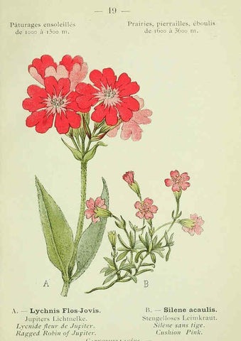 Reproducción/Reproduction 6298266055: Nouvelle flore coloriée de poche des Alpes et des Pyrénées. v.1. Paris,Klincksieck,1906-1912