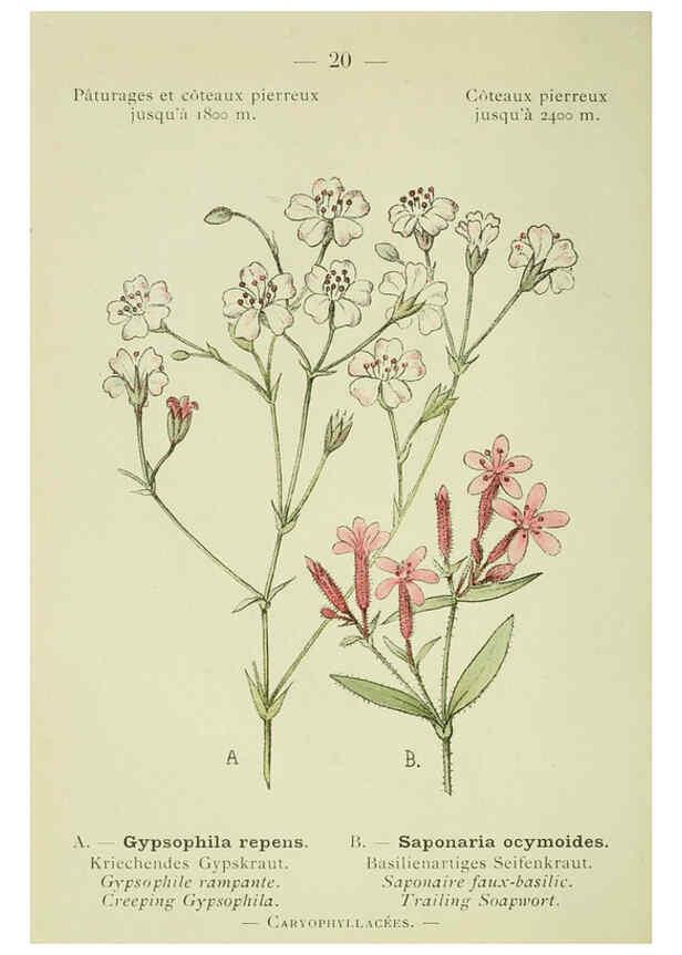 Reproducción/Reproduction 6298266263: Nouvelle flore coloriée de poche des Alpes et des Pyrénées. v.1. Paris,Klincksieck,1906-1912
