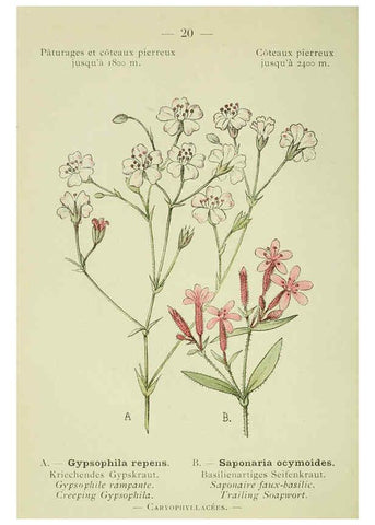 Reproducción/Reproduction 6298266263: Nouvelle flore coloriée de poche des Alpes et des Pyrénées. v.1. Paris,Klincksieck,1906-1912