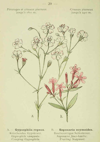 Reproducción/Reproduction 6298266263: Nouvelle flore coloriée de poche des Alpes et des Pyrénées. v.1. Paris,Klincksieck,1906-1912