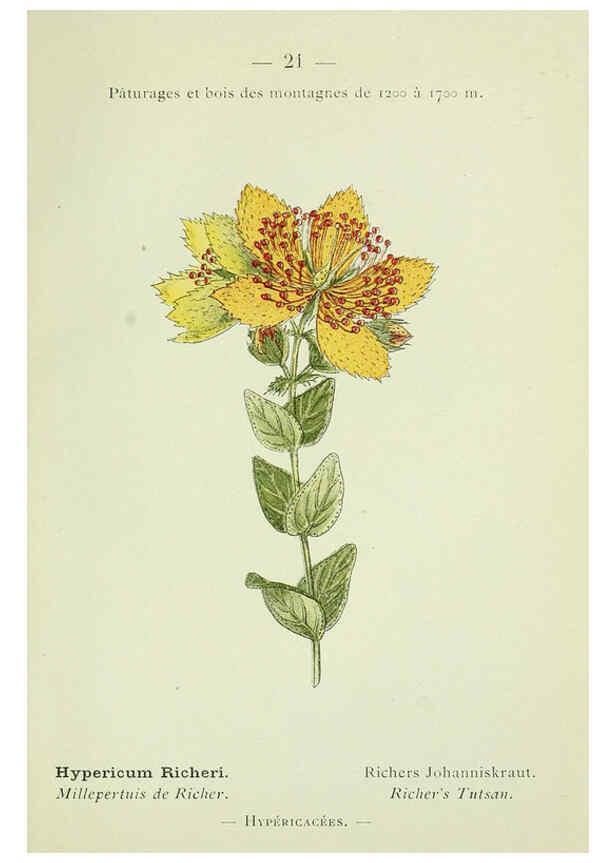 Reproducción/Reproduction 6298266517: Nouvelle flore coloriée de poche des Alpes et des Pyrénées. v.1. Paris,Klincksieck,1906-1912