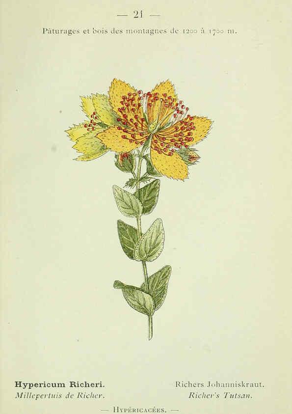 Reproducción/Reproduction 6298266517: Nouvelle flore coloriée de poche des Alpes et des Pyrénées. v.1. Paris,Klincksieck,1906-1912