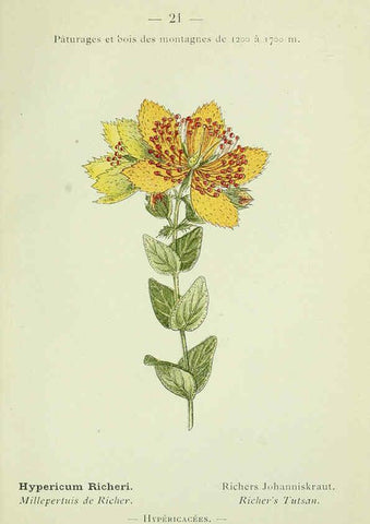 Reproducción/Reproduction 6298266517: Nouvelle flore coloriée de poche des Alpes et des Pyrénées. v.1. Paris,Klincksieck,1906-1912