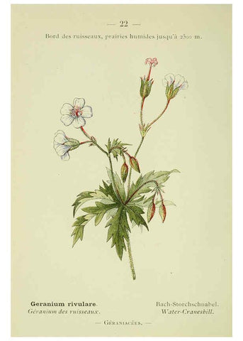 Reproducción/Reproduction 6298797974: Nouvelle flore coloriée de poche des Alpes et des Pyrénées. v.1. Paris,Klincksieck,1906-1912