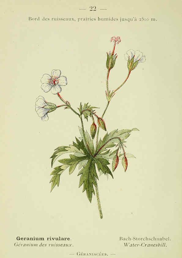 Reproducción/Reproduction 6298797974: Nouvelle flore coloriée de poche des Alpes et des Pyrénées. v.1. Paris,Klincksieck,1906-1912
