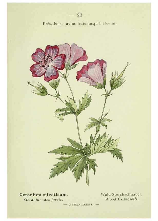 Reproducción/Reproduction 6298798256: Nouvelle flore coloriée de poche des Alpes et des Pyrénées. v.1. Paris,Klincksieck,1906-1912