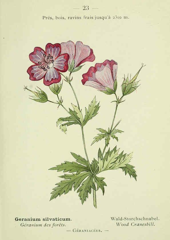 Reproducción/Reproduction 6298798256: Nouvelle flore coloriée de poche des Alpes et des Pyrénées. v.1. Paris,Klincksieck,1906-1912
