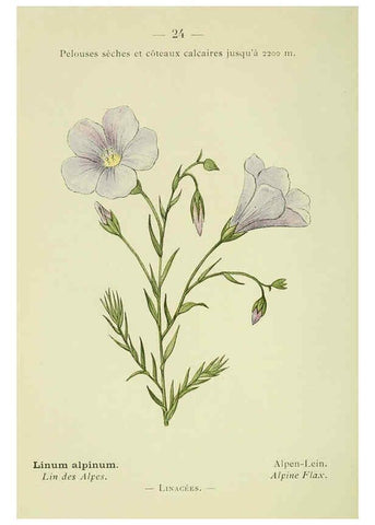 Reproducción/Reproduction 6298267325: Nouvelle flore coloriée de poche des Alpes et des Pyrénées. v.1. Paris,Klincksieck,1906-1912