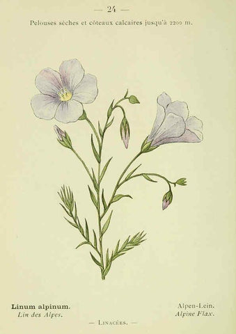 Reproducción/Reproduction 6298267325: Nouvelle flore coloriée de poche des Alpes et des Pyrénées. v.1. Paris,Klincksieck,1906-1912
