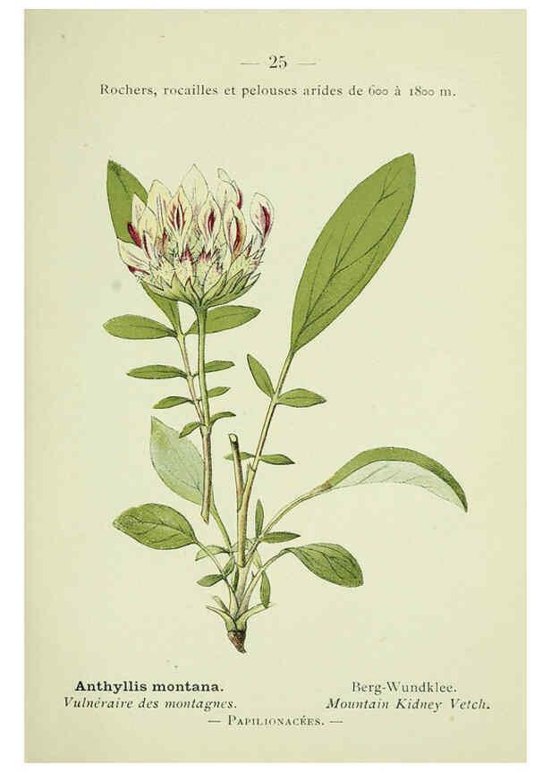 Reproducción/Reproduction 6298267605: Nouvelle flore coloriée de poche des Alpes et des Pyrénées. v.1. Paris,Klincksieck,1906-1912