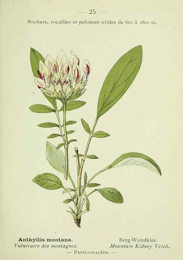 Reproducción/Reproduction 6298267605: Nouvelle flore coloriée de poche des Alpes et des Pyrénées. v.1. Paris,Klincksieck,1906-1912