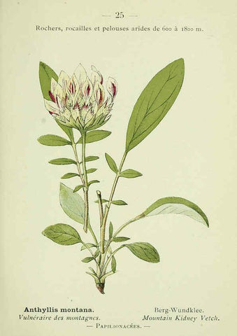 Reproducción/Reproduction 6298267605: Nouvelle flore coloriée de poche des Alpes et des Pyrénées. v.1. Paris,Klincksieck,1906-1912