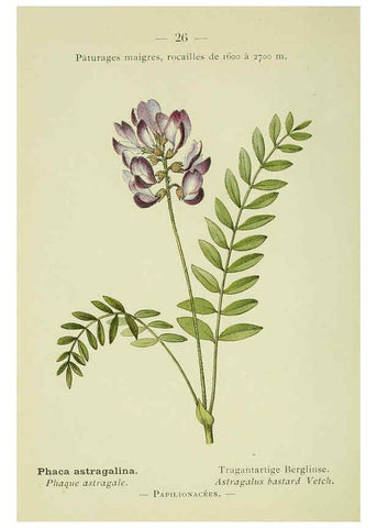 Reproducción/Reproduction 6298267885: Nouvelle flore coloriée de poche des Alpes et des Pyrénées. v.1. Paris,Klincksieck,1906-1912