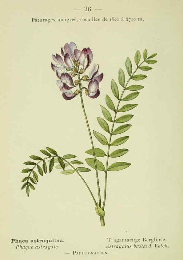 Reproducción/Reproduction 6298267885: Nouvelle flore coloriée de poche des Alpes et des Pyrénées. v.1. Paris,Klincksieck,1906-1912