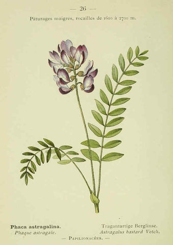 Reproducción/Reproduction 6298267885: Nouvelle flore coloriée de poche des Alpes et des Pyrénées. v.1. Paris,Klincksieck,1906-1912