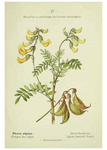 Reproducción/Reproduction 6298799686: Nouvelle flore coloriée de poche des Alpes et des Pyrénées. v.1. Paris,Klincksieck,1906-1912