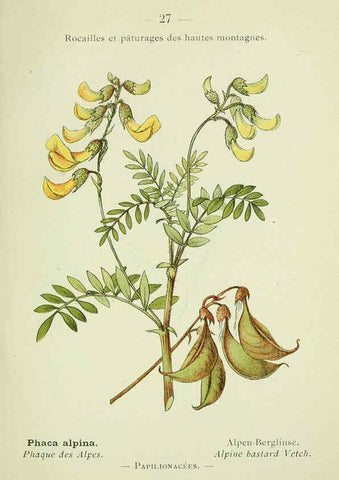 Reproducción/Reproduction 6298799686: Nouvelle flore coloriée de poche des Alpes et des Pyrénées. v.1. Paris,Klincksieck,1906-1912
