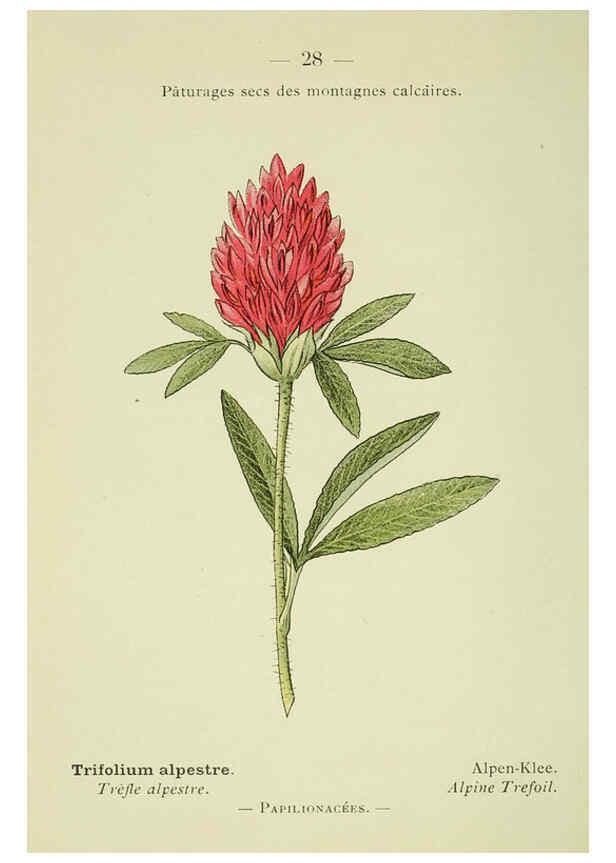 Reproducción/Reproduction 6298268951: Nouvelle flore coloriée de poche des Alpes et des Pyrénées. v.1. Paris,Klincksieck,1906-1912