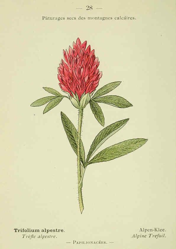 Reproducción/Reproduction 6298268951: Nouvelle flore coloriée de poche des Alpes et des Pyrénées. v.1. Paris,Klincksieck,1906-1912