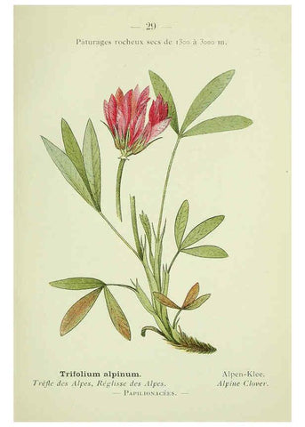 Reproducción/Reproduction 6298800544: Nouvelle flore coloriée de poche des Alpes et des Pyrénées. v.1. Paris,Klincksieck,1906-1912