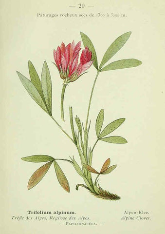Reproducción/Reproduction 6298800544: Nouvelle flore coloriée de poche des Alpes et des Pyrénées. v.1. Paris,Klincksieck,1906-1912