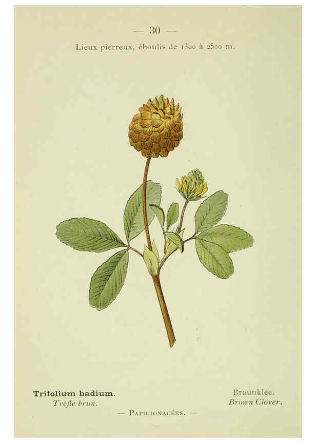 Reproducción/Reproduction 6298800864: Nouvelle flore coloriée de poche des Alpes et des Pyrénées. v.1. Paris,Klincksieck,1906-1912
