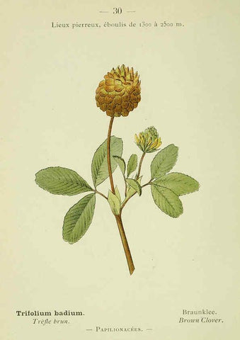 Reproducción/Reproduction 6298800864: Nouvelle flore coloriée de poche des Alpes et des Pyrénées. v.1. Paris,Klincksieck,1906-1912