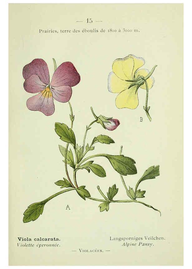 Reproducción/Reproduction 6298264933: Nouvelle flore coloriée de poche des Alpes et des Pyrénées. v.1. Paris,Klincksieck,1906-1912
