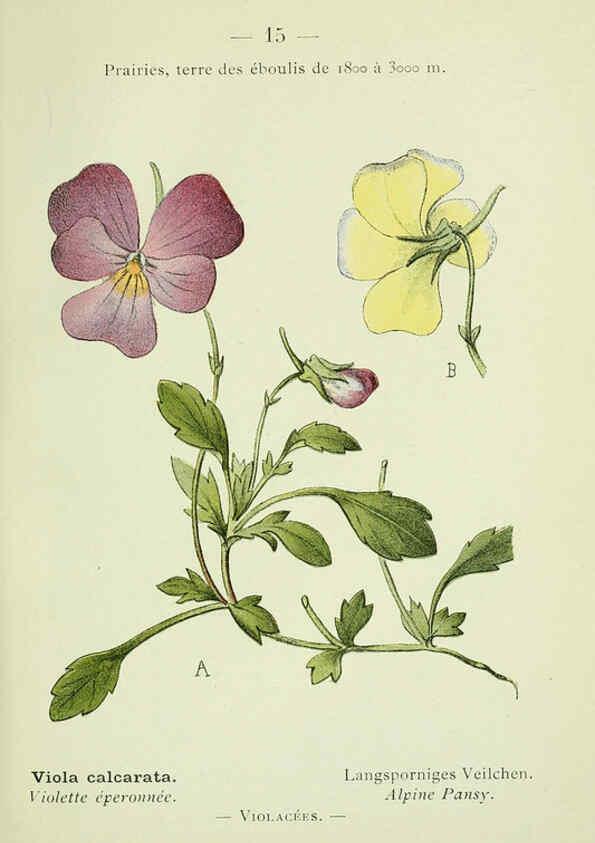 Reproducción/Reproduction 6298264933: Nouvelle flore coloriée de poche des Alpes et des Pyrénées. v.1. Paris,Klincksieck,1906-1912
