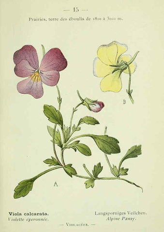 Reproducción/Reproduction 6298264933: Nouvelle flore coloriée de poche des Alpes et des Pyrénées. v.1. Paris,Klincksieck,1906-1912