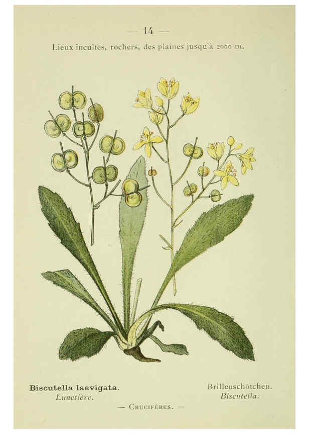 Reproducción/Reproduction 6298795746: Nouvelle flore coloriée de poche des Alpes et des Pyrénées. v.1. Paris,Klincksieck,1906-1912