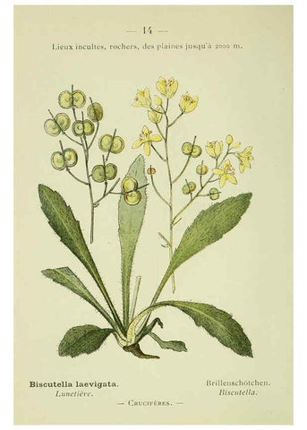 Reproducción/Reproduction 6298795746: Nouvelle flore coloriée de poche des Alpes et des Pyrénées. v.1. Paris,Klincksieck,1906-1912