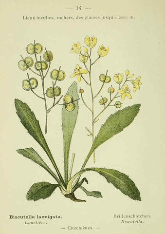 Reproducción/Reproduction 6298795746: Nouvelle flore coloriée de poche des Alpes et des Pyrénées. v.1. Paris,Klincksieck,1906-1912