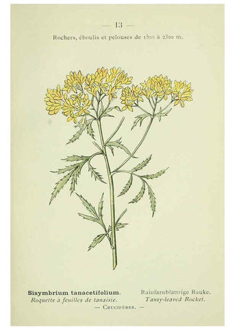 Reproducción/Reproduction 6298795288: Nouvelle flore coloriée de poche des Alpes et des Pyrénées. v.1. Paris,Klincksieck,1906-1912
