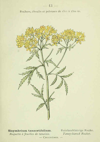 Reproducción/Reproduction 6298795288: Nouvelle flore coloriée de poche des Alpes et des Pyrénées. v.1. Paris,Klincksieck,1906-1912