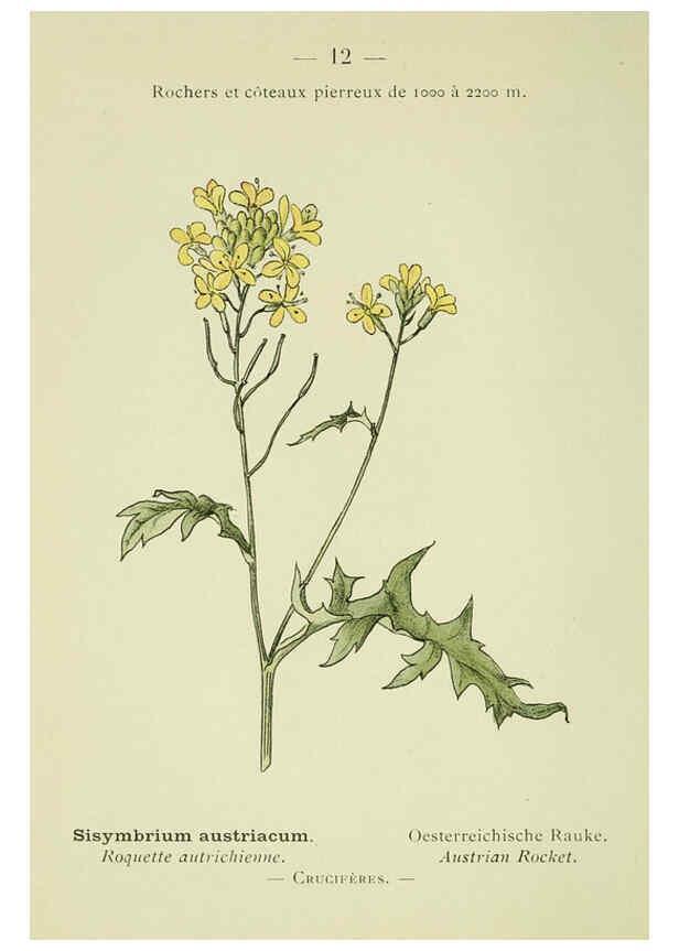 Reproducción/Reproduction 6298794978: Nouvelle flore coloriée de poche des Alpes et des Pyrénées. v.1. Paris,Klincksieck,1906-1912