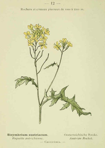 Reproducción/Reproduction 6298794978: Nouvelle flore coloriée de poche des Alpes et des Pyrénées. v.1. Paris,Klincksieck,1906-1912