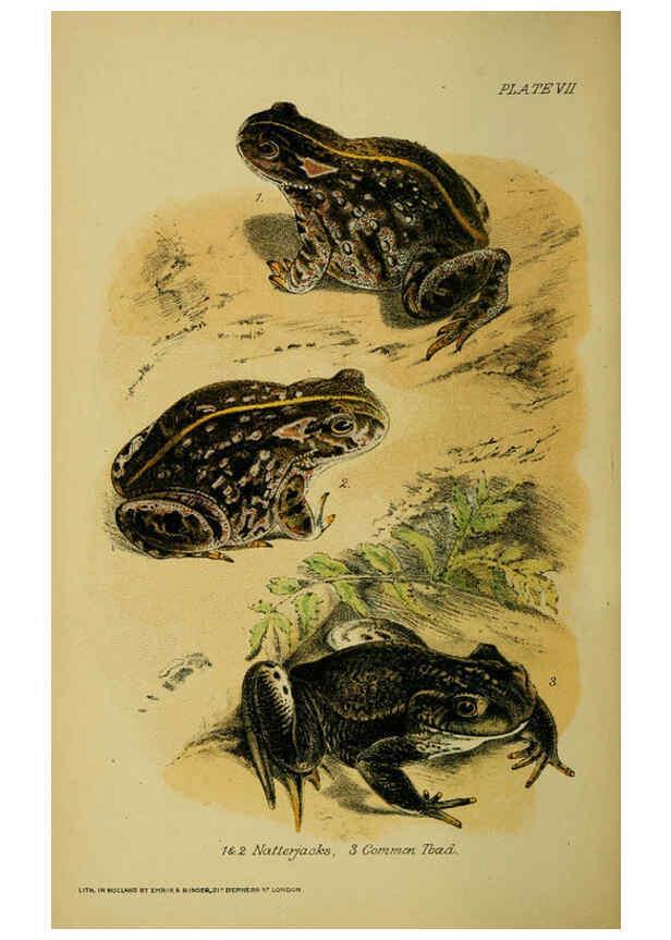 Reproducción/Reproduction 6298197415: Our reptiles and batrachians London,W. H. Allen & co., limited,1893