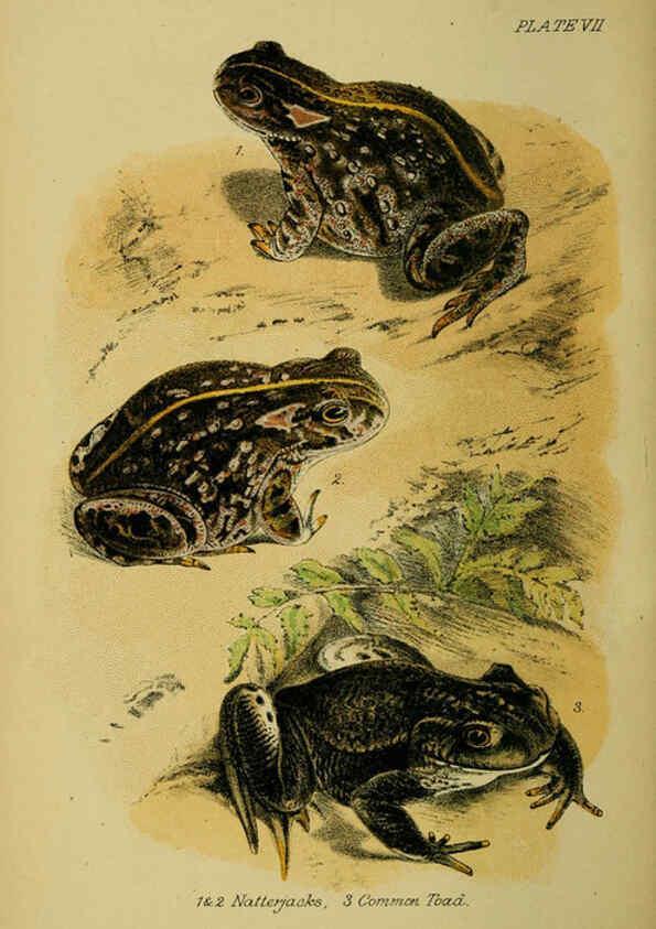 Reproducción/Reproduction 6298197415: Our reptiles and batrachians London,W. H. Allen & co., limited,1893